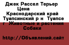 Джек Рассел Терьер › Цена ­ 15 000 - Краснодарский край, Туапсинский р-н, Туапсе г. Животные и растения » Собаки   